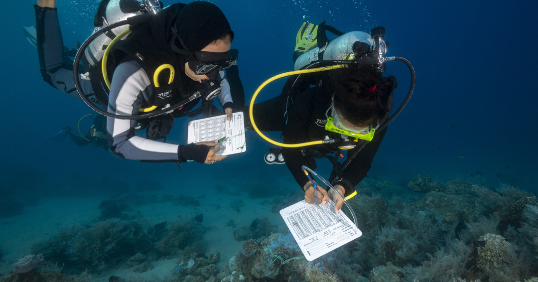 Divers Divers