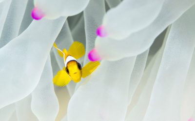 CORDAP unveils strategic plan to accelerate R&D into coral restoration and conservation