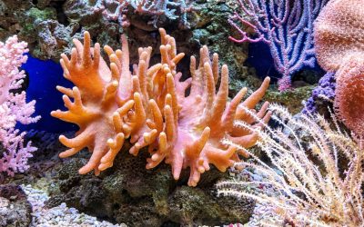 Open Letter Calling for Urgent Coral Reef Action Addressed to Leaders and Policy-Makers at COP27, Ocean20 and COP15