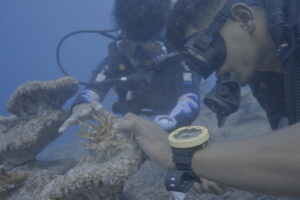 Two young men deploy a coral colony on an artifical structure in Pom Pom Island, Malaysia.