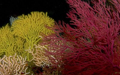 Exploring the unknown world of deep-water corals