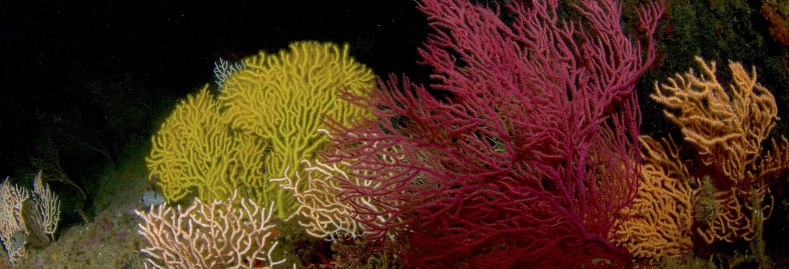 20230512_115440 deep water corals digogo paulo