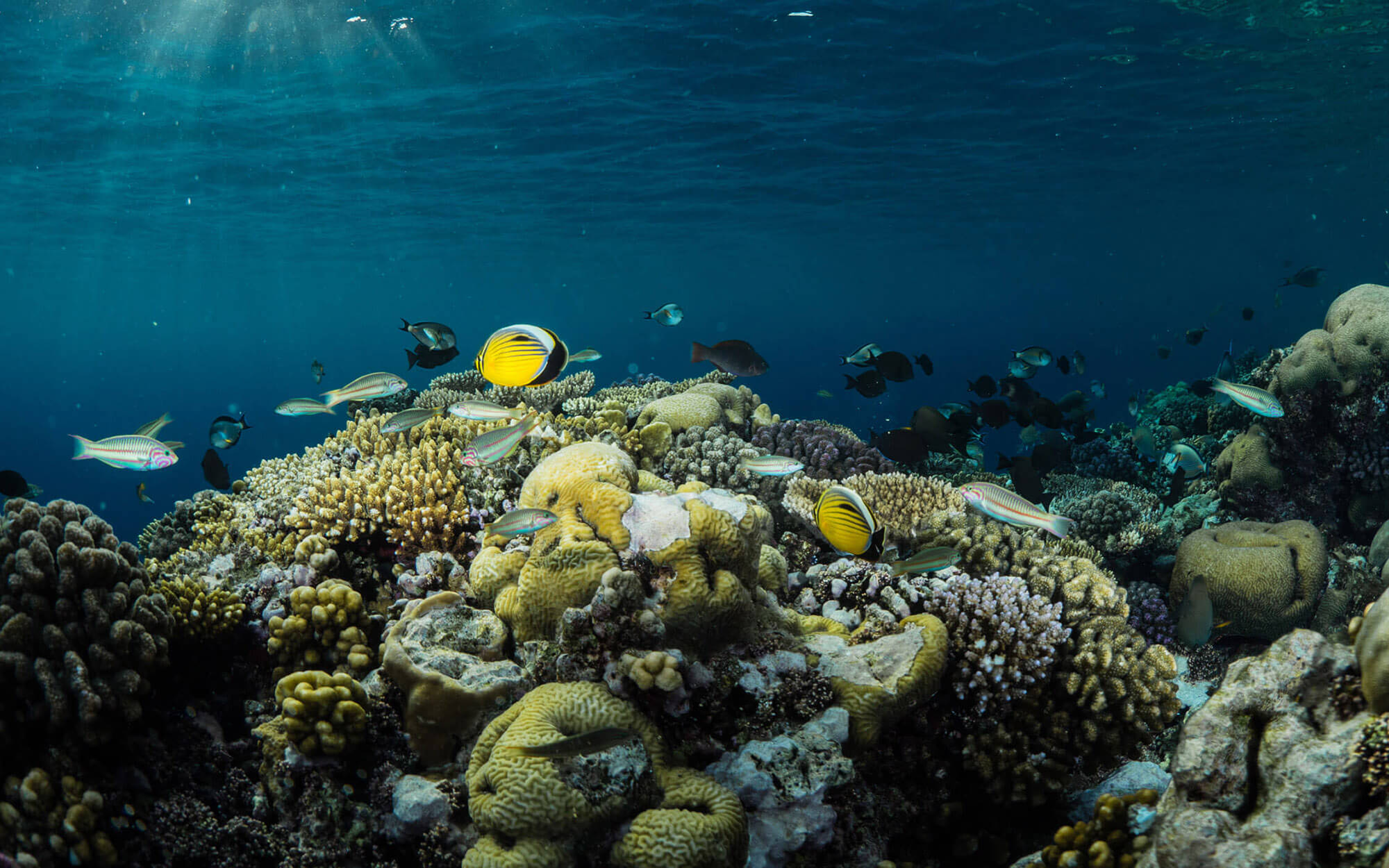 Improving-coral-reef-cabecera