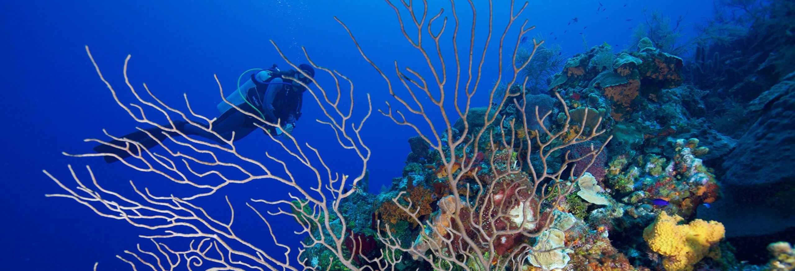 20230512_115440 Gregory Piper corals