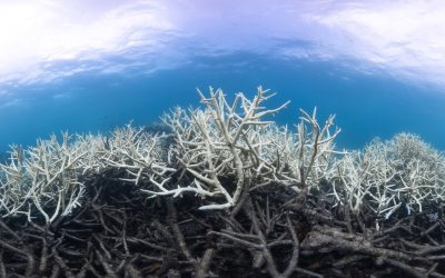Will the El Niño bring a fifth global coral bleaching event?