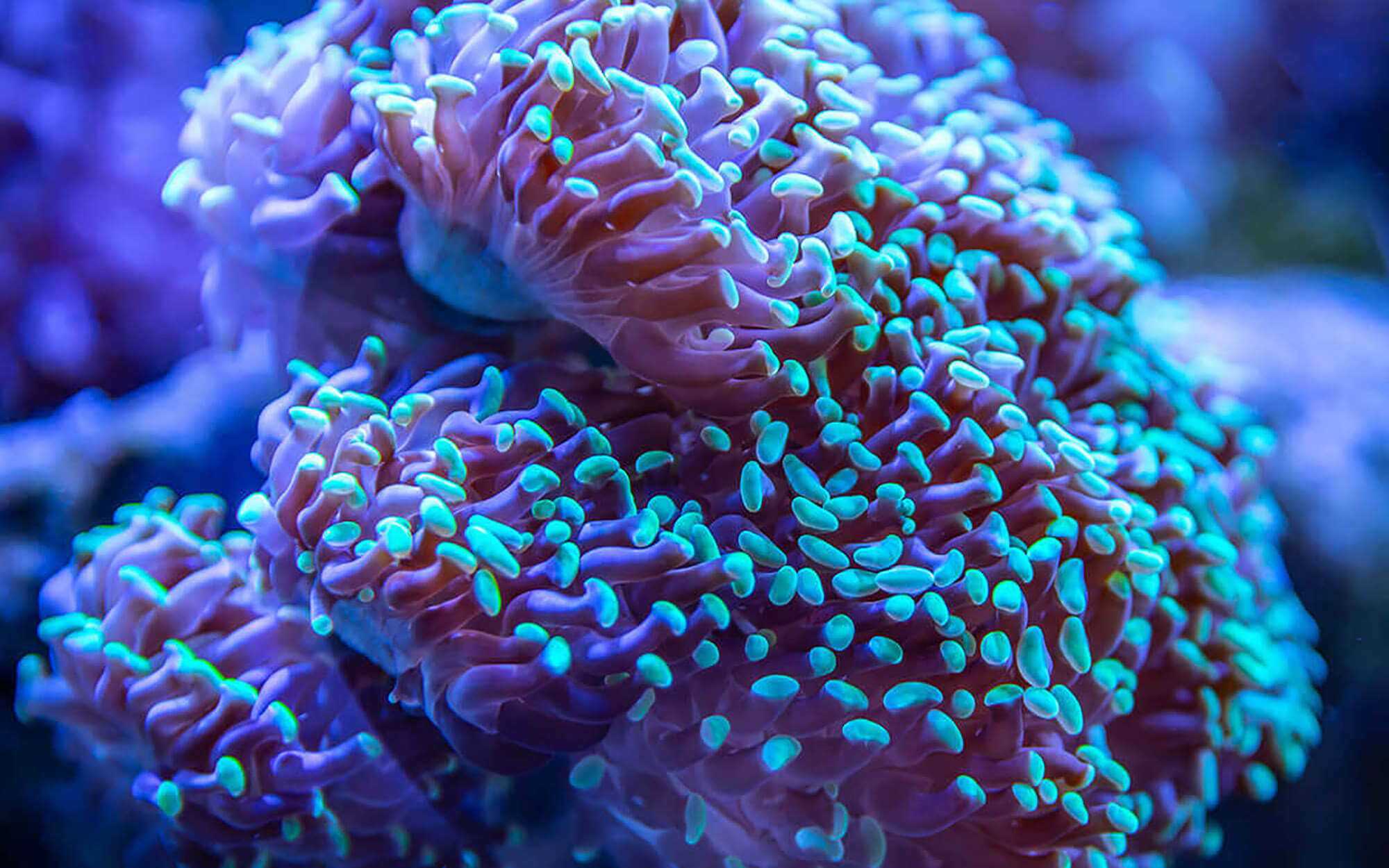 Ramping-up-coral-cabecera