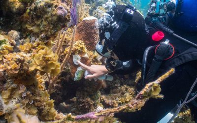 CORDAP Annual Report 2024: Rewriting the future for corals