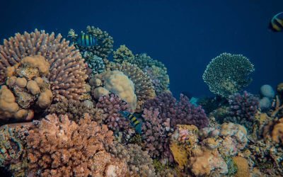 Call for Proposals now open for CORDAP’s Coral Accelerator Program 2023 funding