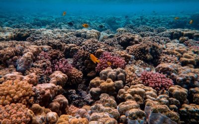 Urgent Call to Action adopted during the UN Ocean Conference