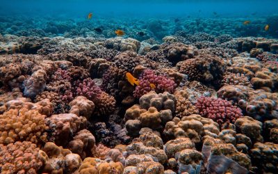 CORDAP R&D Technology Roadmap for understanding natural adaptation and assisted evolution of corals to climate change