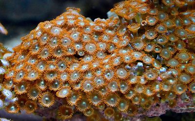 CORDAP contributes to the Global Biodiversity Framework