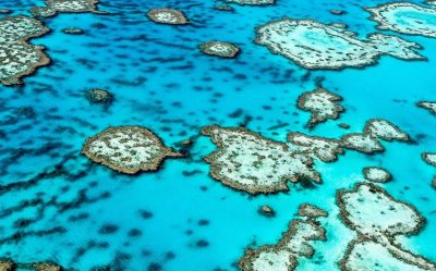 CORDAP and the Global Fund for Coral Reefs announce new partnership to accelerate global innovation in coral reef restoration